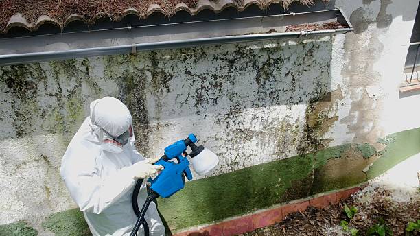 Trusted Mold Removal service in Chandler, TX - Cheap Mold Removal